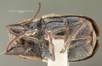 Media type: image;   Entomology 24986 Aspect: habitus ventral view